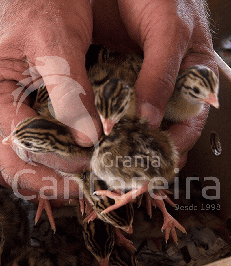 aves-cantareira-Angola-2