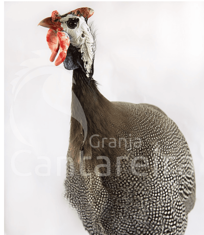 aves-cantareira-Angola