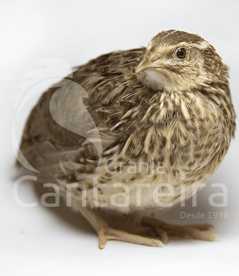 aves-cantareira-Codorna